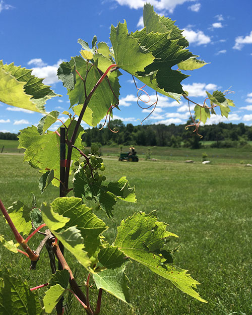 wolf-and-fox-winery-wisconsin-4475