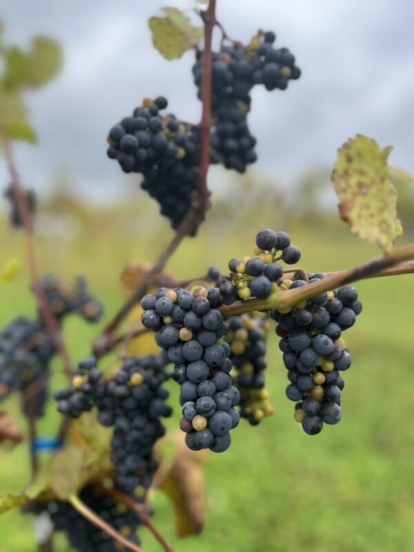 B3614B56-DDEE-43A6-A08B-7E8F85AD7A38_1_105_c