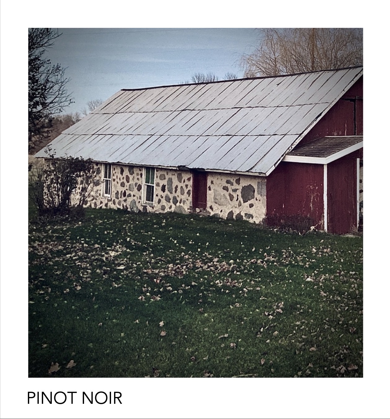 Pinot Noir Front