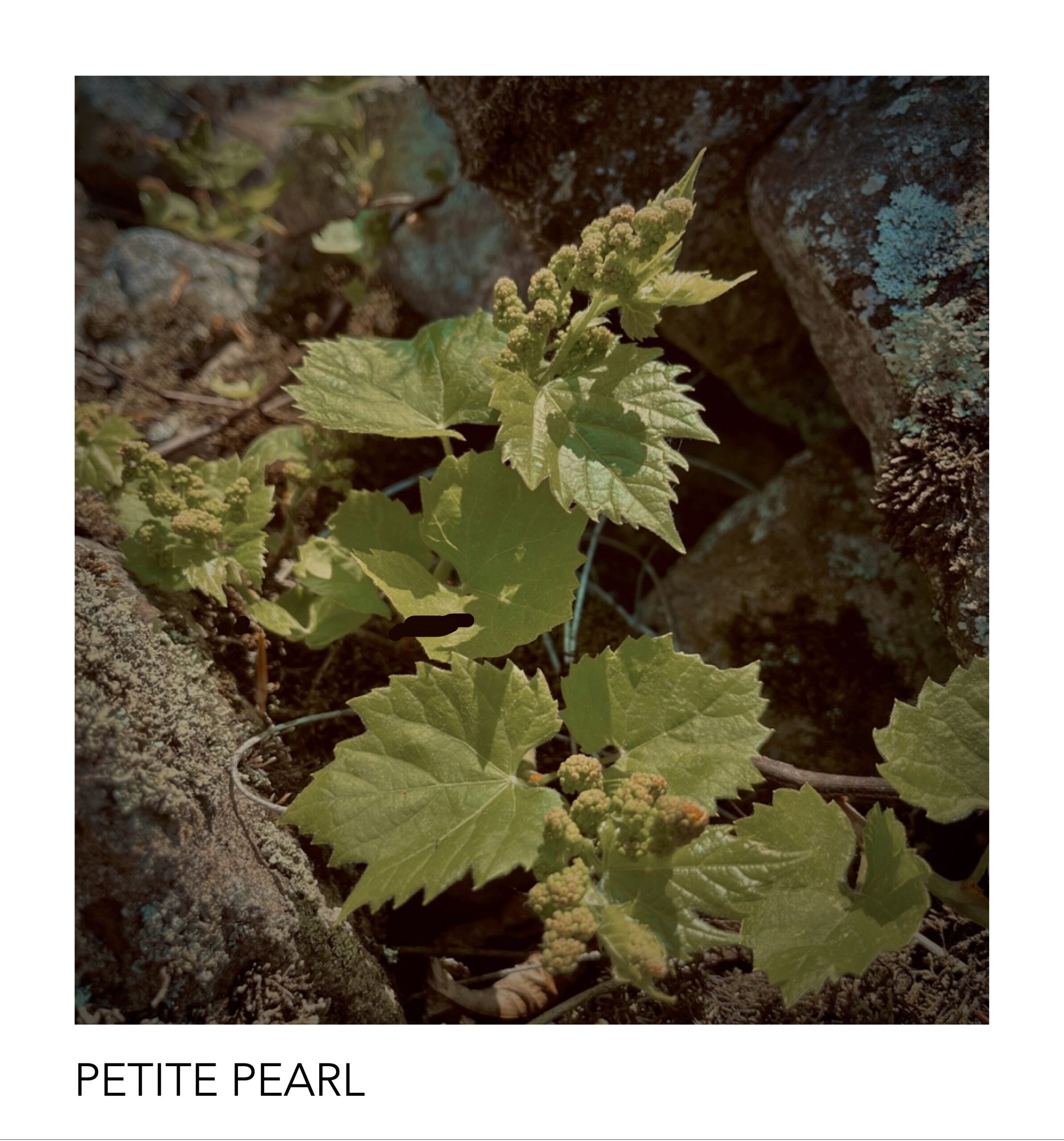 petite pearl label front